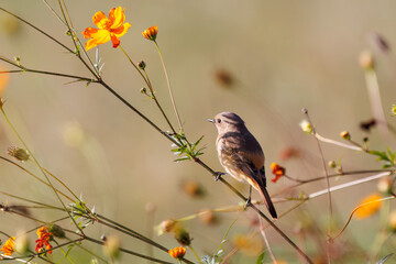 雌の花の中に佇む可愛いジョウビタキ（ヒタキ科）
英名学名：Daurian Redstart (Phoenicurus auroreus)
コスモスフェスティバル（コスモスアリーナふきあげ）
埼玉県鴻巣市-2024

