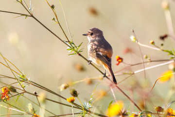 雌の花の中に佇む可愛いジョウビタキ（ヒタキ科）
英名学名：Daurian...