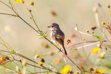 雌の花の中に佇む可愛いジョウビタキ（ヒタキ科）
英名学名：Daurian Redstart (Phoenicurus auroreus)
コスモスフェスティバル（コスモスアリーナふきあげ）
埼玉県鴻巣市-2024

