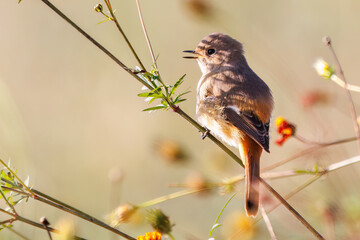 雌の花の中に佇む可愛いジョウビタキ（ヒタキ科）
英名学名：Daurian Redstart (Phoenicurus auroreus)
コスモスフェスティバル（コスモスアリーナふきあげ）
埼玉県鴻巣市-2024

