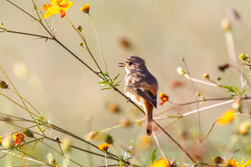 雌の花の中に佇む可愛いジョウビタキ（ヒタキ科）
英名学名：Daurian Redstart (Phoenicurus auroreus)
コスモスフェスティバル（コスモスアリーナふきあげ）
埼玉県鴻巣市-2024

