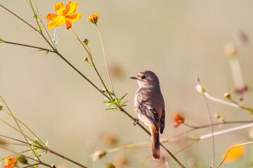 雌の花の中に佇む可愛いジョウビタキ（ヒタキ科）
英名学名：Daurian Redstart (Phoenicurus auroreus)
コスモスフェスティバル（コスモスアリーナふきあげ）
埼玉県鴻巣市-2024


