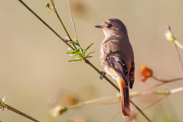 雌の花の中に佇む可愛いジョウビタキ（ヒタキ科）
英名学名：Daurian Redstart (Phoenicurus auroreus)
コスモスフェスティバル（コスモスアリーナふきあげ）
埼玉県鴻巣市-2024

