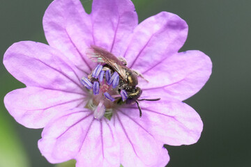 Closeup on a small European green metallic furrow bee, Dialictus on a purple Geranium pyrenaicum...