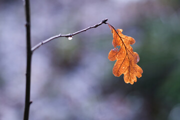 Oak Leaf