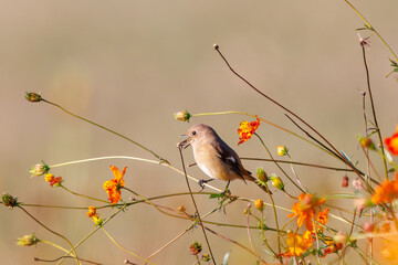 雌の花の中に佇む可愛いジョウビタキ（ヒタキ科）
英名学名：Daurian Redstart (Phoenicurus auroreus)
コスモスフェスティバル（コスモスアリーナふきあげ）
埼玉県鴻巣市-2024


