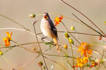 雌の花の中に佇む可愛いジョウビタキ（ヒタキ科）
英名学名：Daurian Redstart (Phoenicurus auroreus)
コスモスフェスティバル（コスモスアリーナふきあげ）
埼玉県鴻巣市-2024

