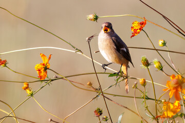 雌の花の中に佇む可愛いジョウビタキ（ヒタキ科）
英名学名：Daurian Redstart (Phoenicurus auroreus)
コスモスフェスティバル（コスモスアリーナふきあげ）
埼玉県鴻巣市-2024


