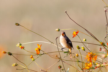 雌の花の中に佇む可愛いジョウビタキ（ヒタキ科）
英名学名：Daurian Redstart (Phoenicurus auroreus)
コスモスフェスティバル（コスモスアリーナふきあげ）
埼玉県鴻巣市-2024

