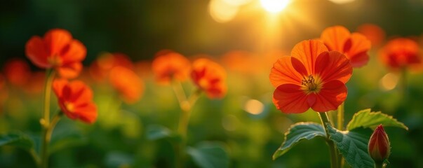Morning sun casting light on nasturtium blooms, bloom, foliage, nasturtium
