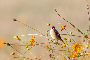 雌の花の中に佇む可愛いジョウビタキ（ヒタキ科）
英名学名：Daurian Redstart (Phoenicurus auroreus)
コスモスフェスティバル（コスモスアリーナふきあげ）
埼玉県鴻巣市-2024

