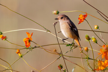 雌の花の中に佇む可愛いジョウビタキ（ヒタキ科）
英名学名：Daurian Redstart (Phoenicurus auroreus)
コスモスフェスティバル（コスモスアリーナふきあげ）
埼玉県鴻巣市-2024

