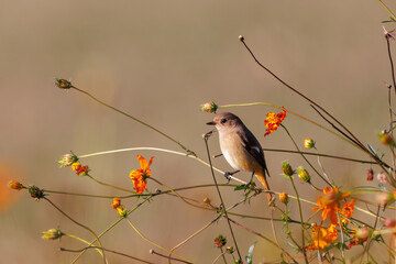雌の花の中に佇む可愛いジョウビタキ（ヒタキ科）
英名学名：Daurian Redstart (Phoenicurus auroreus)
コスモスフェスティバル（コスモスアリーナふきあげ）
埼玉県鴻巣市-2024

