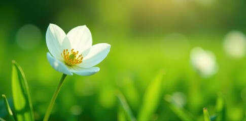 Gentle folds of a white flower in a lush meadow, petals, leaves, grass