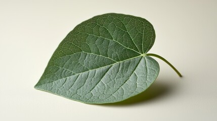 Obraz premium Heart-shaped leaf on white background, nature photography