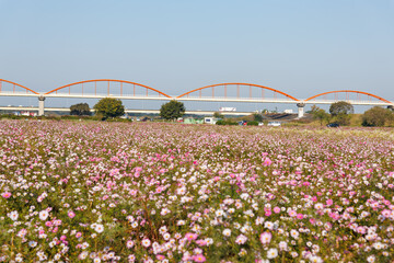 大芦橋と満開のコスモスが咲く、コスモスフェスティバル（コスモスアリーナふきあげ）
埼玉県鴻巣市-2024
