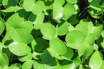 Lush Green Beach Morning Glory. Dense coverage of green grass leaves at sunlight. Top view small leaf in nature. Goat's foot creeper or beach morning glory on beach. Natural vegetation