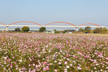 大芦橋と満開のコスモスが咲く、コスモスフェスティバル（コスモスアリーナふきあげ）
埼玉県鴻巣市-2024
