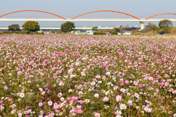 大芦橋と満開のコスモスが咲く、コスモスフェスティバル（コスモスアリーナふきあげ）
埼玉県鴻巣市-2024
