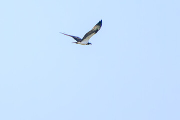 ミサゴ, タカ科, 猛禽, 渡り鳥, 飛ぶ, 飛び立つ, 羽ばたく, 野鳥, 野鳥観察, バードウォッチング, 屋外, 空, 景色, 自然, 風景, 望遠, 鳥, 鳥類, 野生生物, かわいい, くちばし, 翼, 羽根, 羽毛, 視線, 動物, 可愛い, 羽, 野生動物, 美しい, 自然保護, 環境保護, 草原, ヨシ原, 湿地帯, 川, 池, 水辺, 沼, 里山, ウォーキング, ハイキング, 
