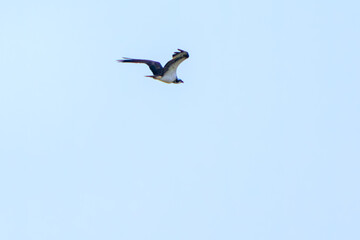 ミサゴ, タカ科, 猛禽, 渡り鳥, 飛ぶ, 飛び立つ, 羽ばたく, 野鳥, 野鳥観察, バードウォッチング, 屋外, 空, 景色, 自然, 風景, 望遠, 鳥, 鳥類, 野生生物, かわいい, くちばし, 翼, 羽根, 羽毛, 視線, 動物, 可愛い, 羽, 野生動物, 美しい, 自然保護, 環境保護, 草原, ヨシ原, 湿地帯, 川, 池, 水辺, 沼, 里山, ウォーキング, ハイキング, 
