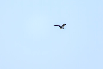 飛翔する美しいミサゴ（タカ科）
英名学名：osprey (Pandion haliaetus)
埼玉県鴻巣市市荒川河川敷-2024
