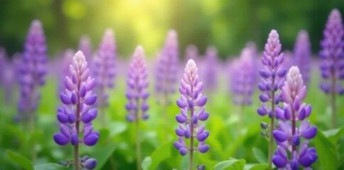 Obraz premium Abstract blur effect adds depth and interest to a field of lavender-colored lupines and greenery, abstract blur, springtime