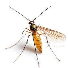Detailed Close-up of a Striking Insect: Anatomy and Texture of a Unique Fly Species