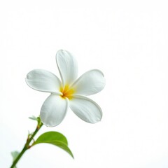 Fototapeta premium Single jasmine stem against a bright white background, bloom, stem
