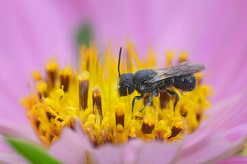 Closeup on a small male European Armoured-Resin Bee, Heriades truncorum in a purple Cosmos flower