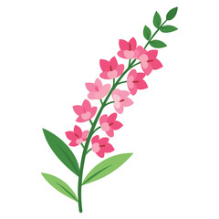 Fototapeta premium Pink rose flower isolated on white background with floral petals and natural beauty