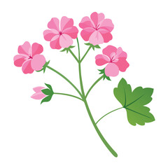 A vector illustration shows a solitary pink floral blossom, a beautiful bloom with delicate petals isolated against a clean white background, highlighting its natural spring beauty