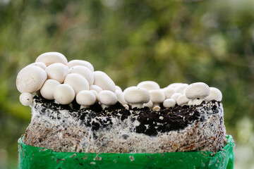 Fresh white champignons growing on substrate in green container outdoors