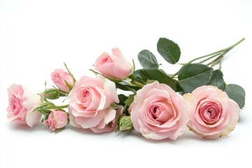 Close-up of pink roses arranged on a clean white background, suitable for beauty or still life photography