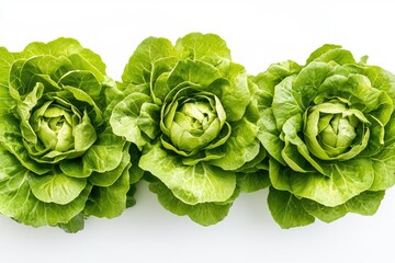 Fototapeta premium Fresh lettuce leaves arranged on a clean white background