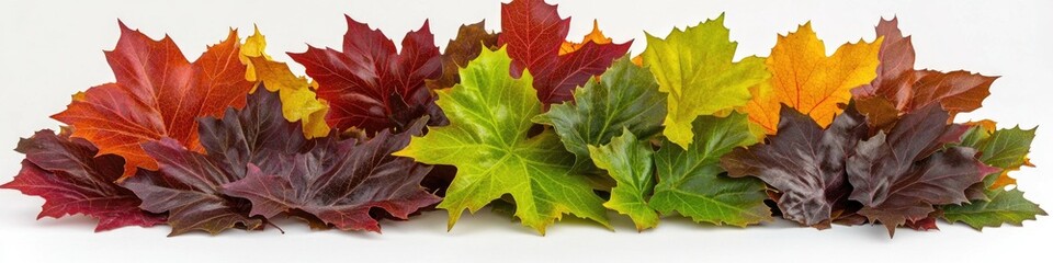 A collection of colorful leaves arranged on a white background