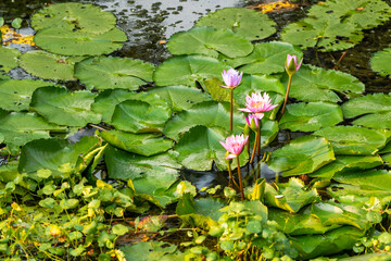 water lily blooming in the garden