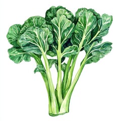 Fresh green vegetable in vibrant colors.