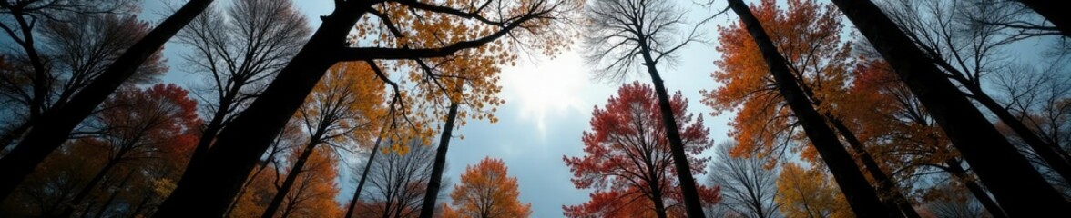 Darkened tree limbs stretched towards the gray sky, trees, autumn, forest