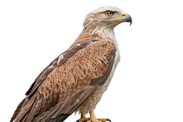 Obraz premium eagle isolated on transparent PNG