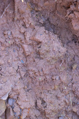 Natural Dry Soil Texture Close-Up - Detailed Earthy Brown Background for Organic Designs