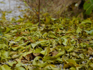 Autumn leaves on the ground in the park. Selective focus.