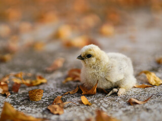 chick on the ground with autumn leaves in the city park.