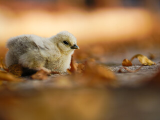 Little chicken on the autumn leaves background. Shallow depth of field.