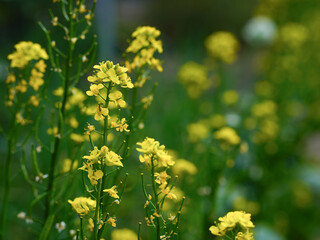 Yellow kale flowers in full bloom, closeup of the flowers