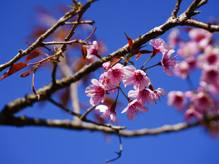 Wild Himalayan Cherry, Prunus cerasoides, Sakura in Thailand	