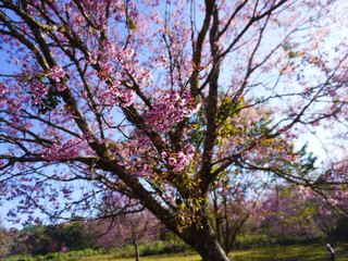 Wild Himalayan Cherry, Prunus cerasoides, Sakura in Thailand	