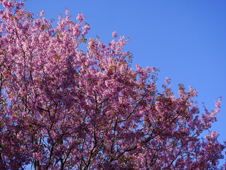 Wild Himalayan Cherry, Prunus cerasoides, Sakura in Thailand	