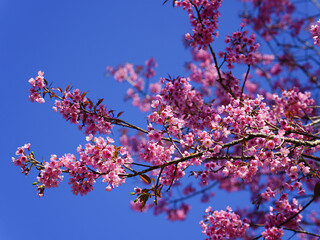 Wild Himalayan Cherry, Prunus cerasoides, Sakura in Thailand	