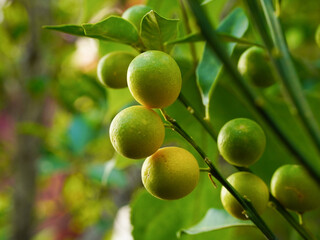 Kumquat fruit on the tree in the garden. Nature background.